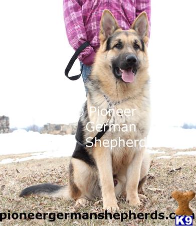 GiantGSDs Picture 3